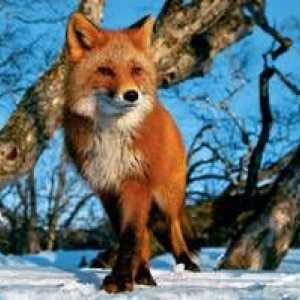 Kakšna lisica lahko jeste v različnih obdobjih leta
