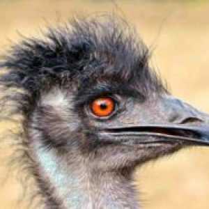 Kaj je nenavadno glede emu, kjer ptica živi