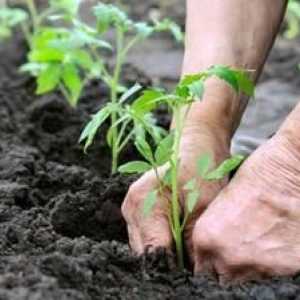 Kako hraniti paradižnik po sajenju v tleh: gnojilo paradižnik