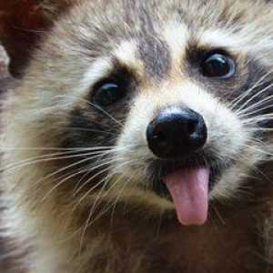 Kaj raccoons jesti divje in prikrite, in kaj hraniti mladiči