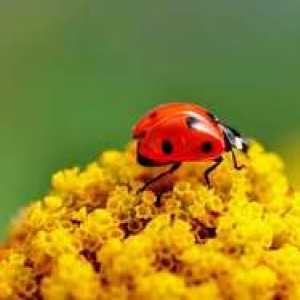 Kako izgledajo ladybugs in kako izgledajo?