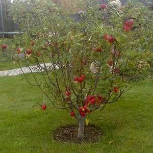 Kaj lahko postavite pod jabolko na vrtu