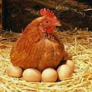 Kaj morate storiti, da bi piščanca zasadili na jajcih