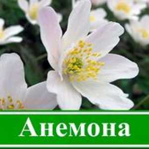 Anemonska roža: sajenje anemona na prostem, cvetlična oskrba