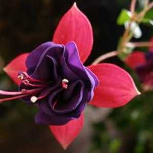 Fuchsia cvet: rast in nego doma