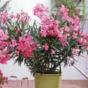 Oleander cvet: domača oskrba