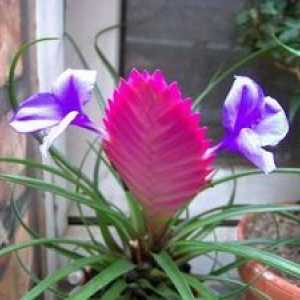 Tilandijska roža: domača oskrba, vrste in sorte