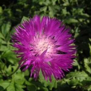 Flower cornflower: nego, gojenje in še veliko več