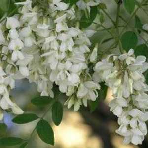 Cvetoče akacije: kako drevo cveti, njegov opis