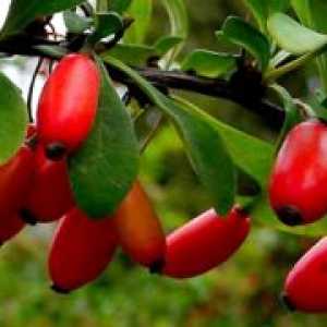Okrasno grmovje barberry - sajenje in oskrba, koristne lastnosti