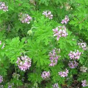 Miren geranij: značilnosti skrbi za vonj rastlin