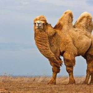 Dvokrilne kamele, njihovo ime, koliko tehtajo
