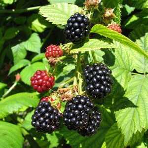 Blackberry agavam: sortni opis in nasveti za gojenje