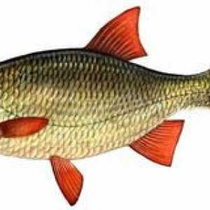 Kje ujeti rdeče ribe in kaj jedo ta riba
