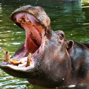 Kje živi hippopotamus in kaj je navaden hipi?