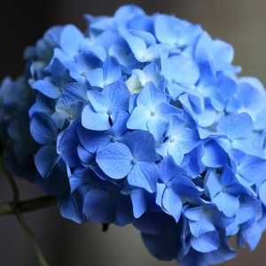 Hydrangea blue: sajenje in oskrba