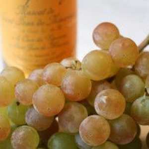 Značilnost grozdja Muscat: bela in druge vrste