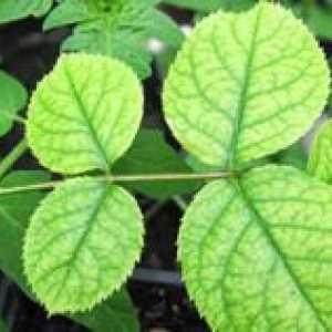 Kloroza v rastlinah: kakšna bolezen in kako zdraviti
