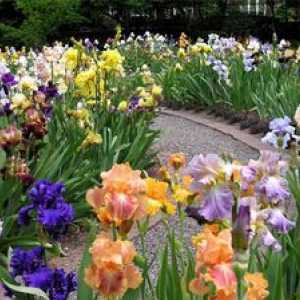 Želite pravo mavrico - potem, spomladi je čas, da rastline irises