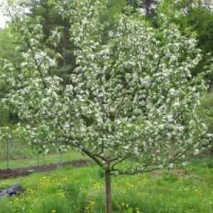Jabolčno drevo: opis sorte, oskrbe