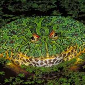 Strupene vrste žab: najbolj strupena žaba na svetu