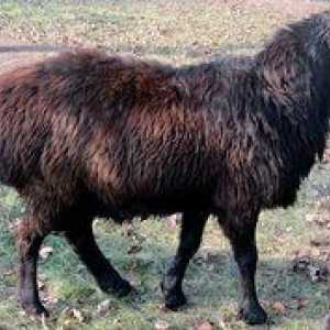 Edilbaevskaya ovčja pasma: opis pasme, prednosti in slabosti