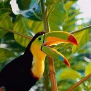 Eksotične ptice: vrste in opis