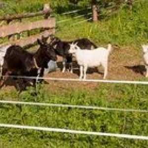 Elektrošobord za ovce in koze: prednosti, slabosti, pregled
