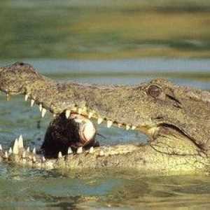 Kaj lahko krokodil sanje: v vodi in na kopnem