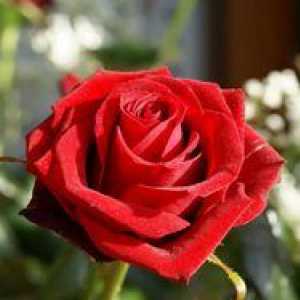 Zakaj sanjam o rdečih, belih ali rožnate vrtnice?