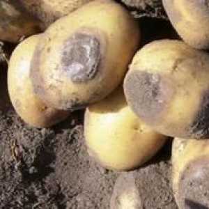 Kako ravnati z fitoforto na krompirju: predelava