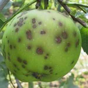 Kako ravnati s krabo jabolk in drugih sadnih dreves