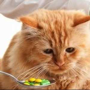 Kako dati mačku tablete črvov: načini, previdnostni ukrepi