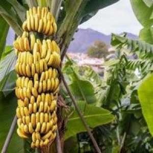 Kako in kje rastejo banane, njihove koristi in obseg rastline