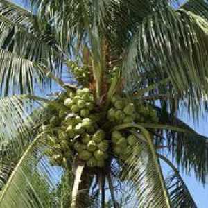 Kako in kje na kokosovih dlanih rastejo kokosi?
