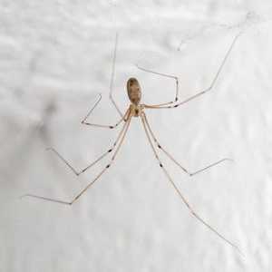 Kako se znebiti pajkov v zasebnih domovih