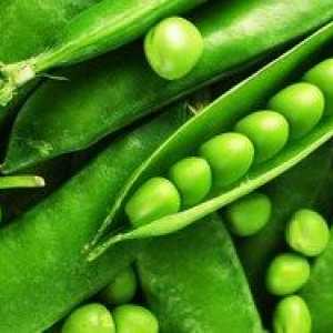 Kako ohraniti zeleni grah doma: recepti
