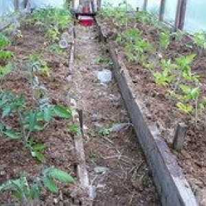 Kako najbolje saditi sadik paradižnika v rastlinjaku