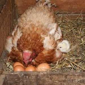 Kako posaditi piščanca na jajca. Kokoši kokoši