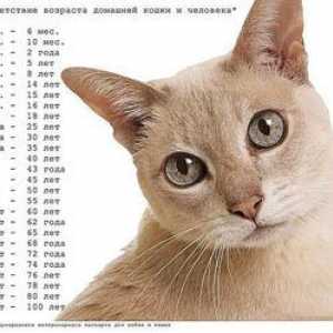 Kako pravilno določiti starost mačke ali mačke