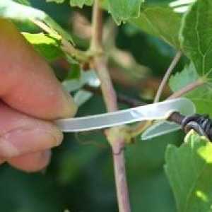 Kako povezati grozdje spomladi