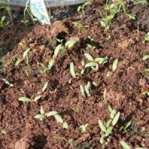 Kako saditi pese s semeni