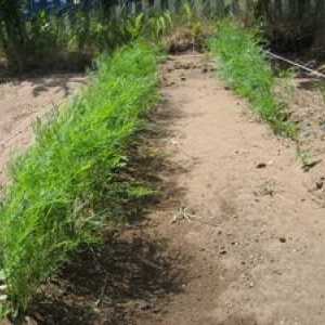 Kako pravilno posaditi kopalne seme spomladi na odprtem tleh