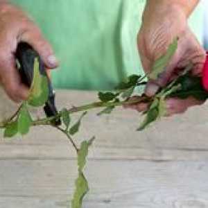 Kako rastejo vrtnice iz šopek?