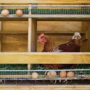 Kako narediti gnezdo za kokoši nesnice