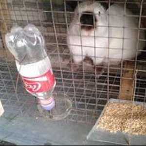 Kako narediti skodelico za pitje za zajce