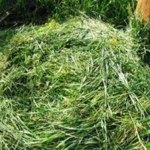 Kako narediti zeleni gnoj iz trave-tekočega komposta v sodu