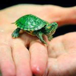 Kako skrbeti za želvo doma