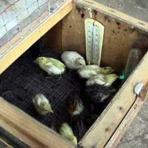 Kako rasti piščance doma