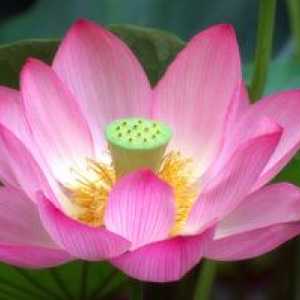 Kako rastejo roza lotus cvet v domu